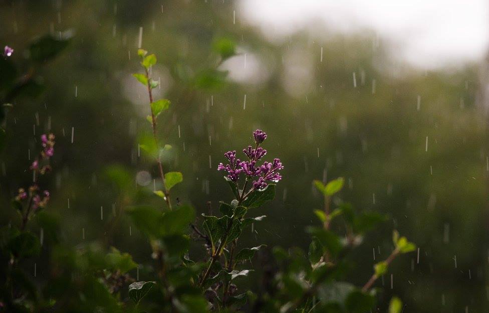 Flowers in the rain