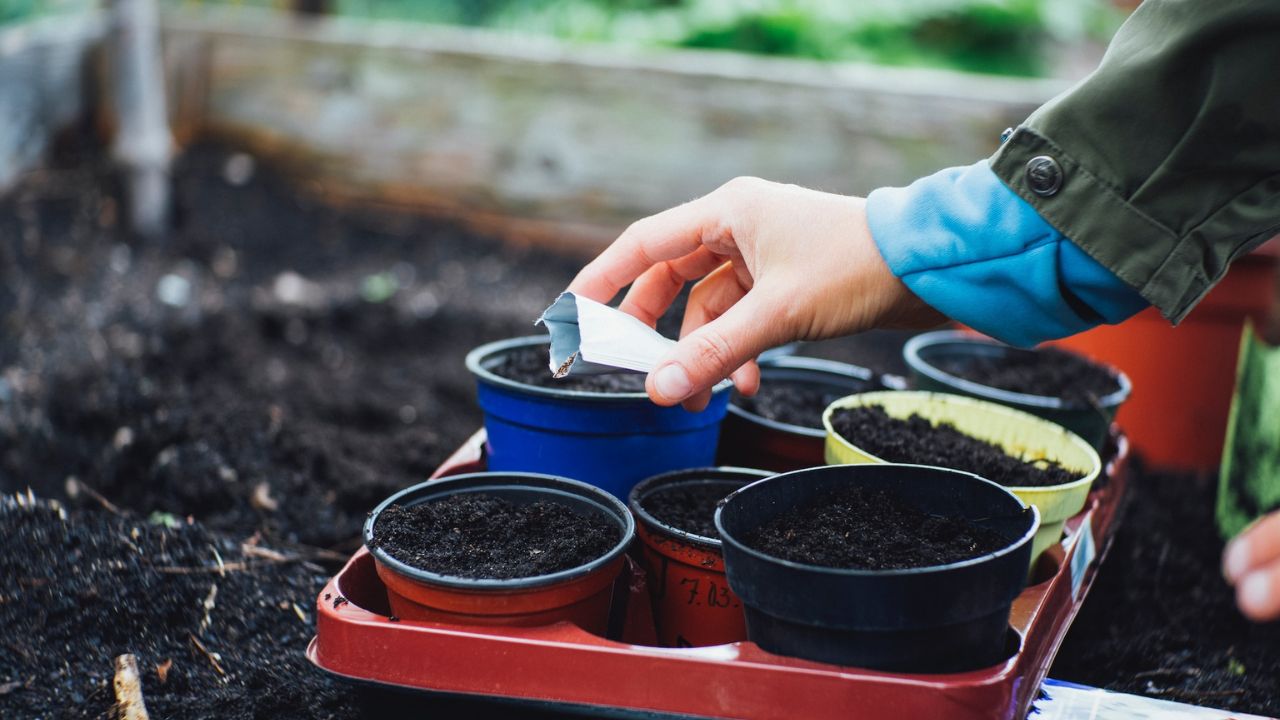 12 Ways to Get Free Seeds by Mail For Your Garden Dollarsanity